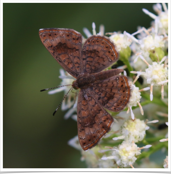 Fatal Metalmark